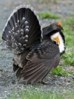 sooty grouse