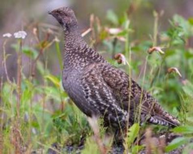 sooty grouse - 1----Specii de cocosi salbatici