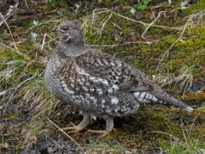 sooty grouse - 1----Specii de cocosi salbatici