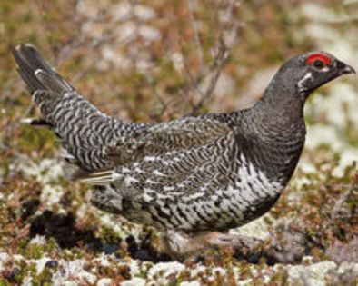 spruce grouse