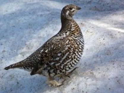 spruce grouse