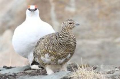 svalbard ptarmigan - 1----Specii de cocosi salbatici