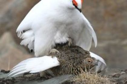 svalbard ptarmigan