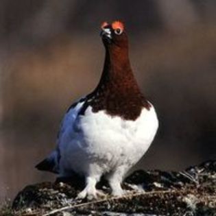 svalbard ptarmigan