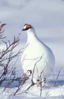 svalbard ptarmigan