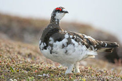 svalbard ptarmigan