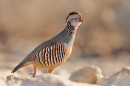 Barbary Partridge Alectoris barbara - 1----Specii de potarnichi