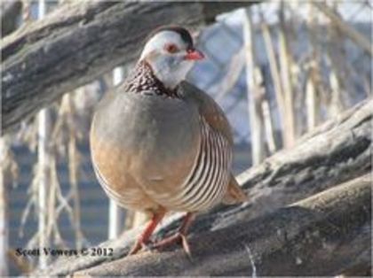 Barbary Partridge Alectoris barbara