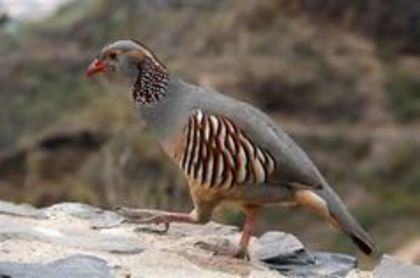 Barbary Partridge Alectoris barbara