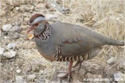 Barbary Partridge Alectoris barbara - 1----Specii de potarnichi