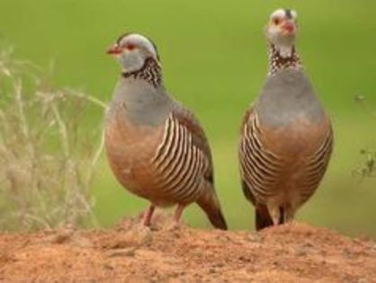 Barbary Partridge Alectoris barbara