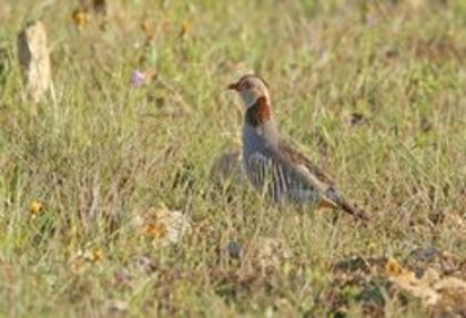 Barbary Partridge Alectoris barbara - 1----Specii de potarnichi