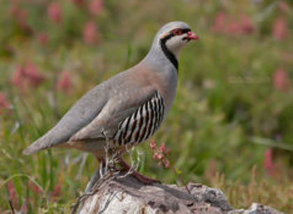 Chukar Partridge Alectoris chukar - 1----Specii de potarnichi