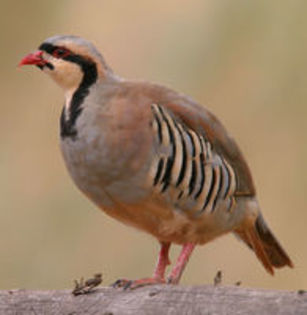 Chukar Partridge Alectoris chukar