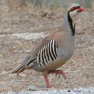 Chukar Partridge Alectoris chukar