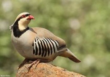 Chukar Partridge Alectoris chukar