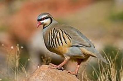 Chukar Partridge Alectoris chukar