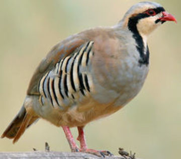 Chukar Partridge Alectoris chukar