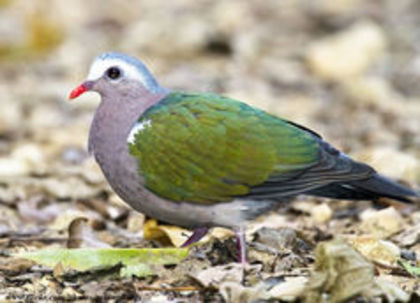Chalcophaps indica - 1----Porumbei si turturici exotice----exotic doves and pigeons