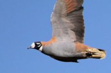 phaps histrionica - 1----Porumbei si turturici exotice----exotic doves and pigeons