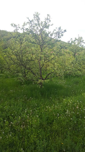 merii, 1 mai 2016 - Livada cu meri