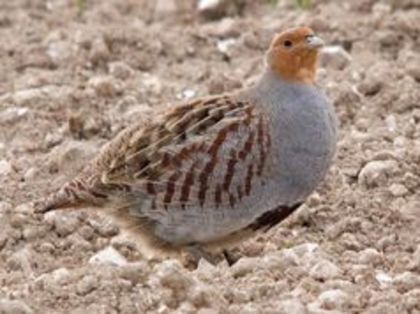 Hungarian Partridge Perdix perdix---potarnichea comuna