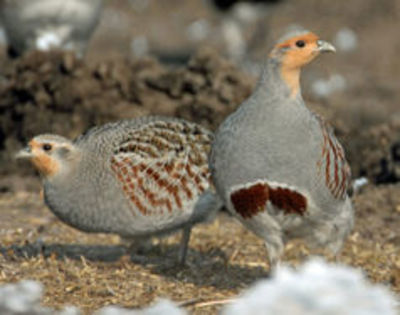 Hungarian Partridge Perdix perdix---potarnichea comuna - 1----Specii de potarnichi