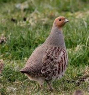 Hungarian Partridge Perdix perdix---potarnichea comuna - 1----Specii de potarnichi