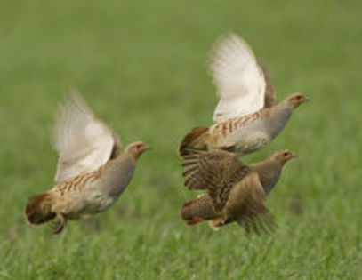 Hungarian Partridge Perdix perdix---potarnichea comuna - 1----Specii de potarnichi