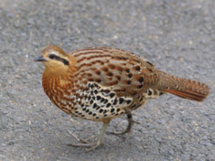 Mountain Bamboo Partridge---Bambusicola fytchii - 1----Specii de potarnichi