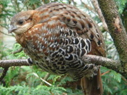 Mountain Bamboo Partridge---Bambusicola fytchii - 1----Specii de potarnichi