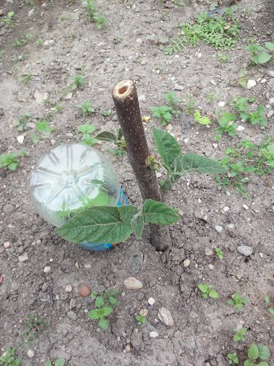 Paulownia; Butas paulownia
