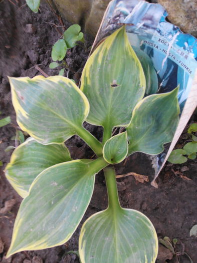 IMG_20160428_084349 - Colectiea de hosta 2016