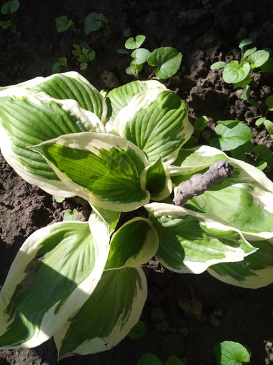 IMG_20160428_084339 - Colectiea de hosta 2016