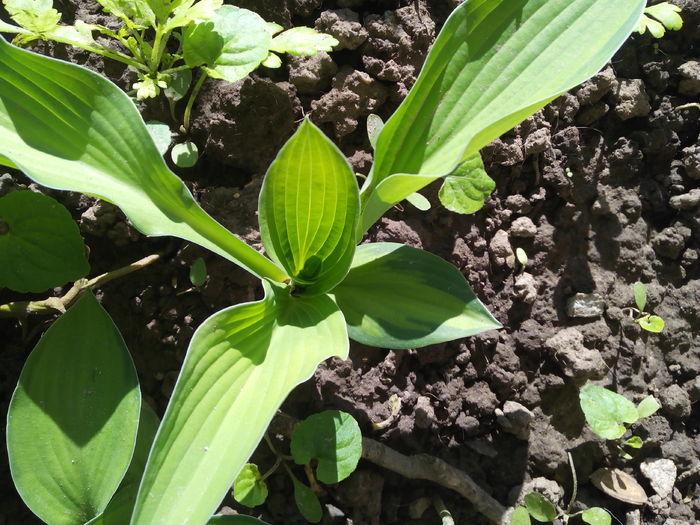 IMG_20160428_084332 - Colectiea de hosta 2016