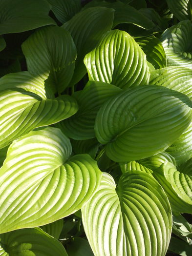 IMG_20160428_084320 - Colectiea de hosta 2016