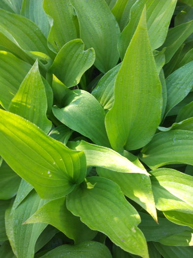 IMG_20160428_084148 - Colectiea de hosta 2016