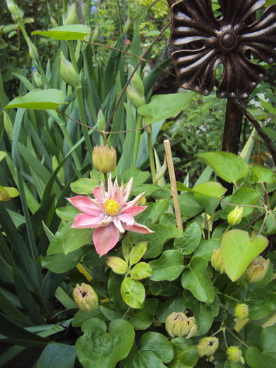 DSC09709 - CLEMATITE