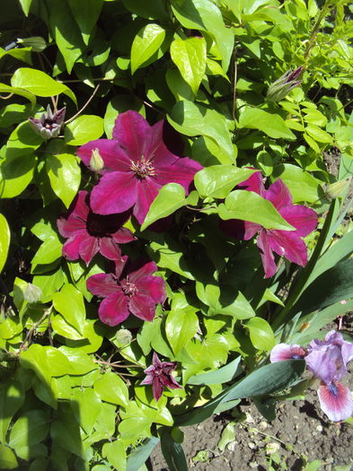 Westerplatte - CLEMATITE