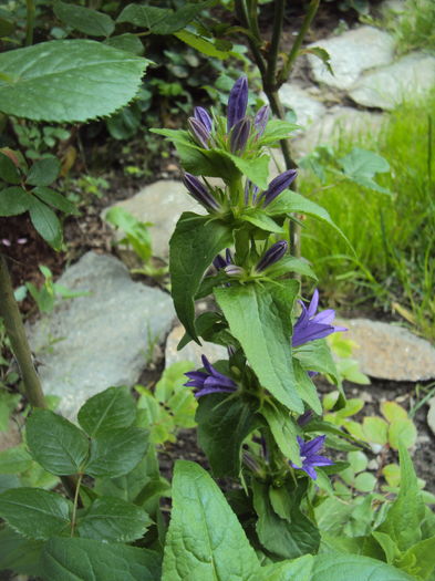 Campanula Glomerata - Geranium si alte perene