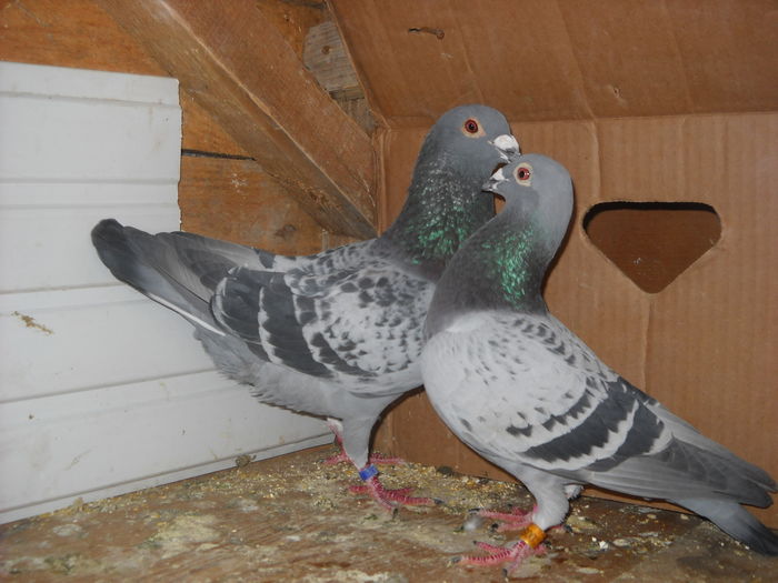 PLECATI DE LA MINE -SCAPATI