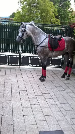 WP_20160430_19_59_45_Pro