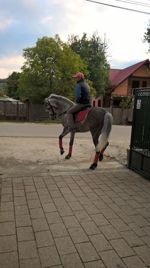 WP_20160430_18_47_45_Pro - MY HORSES