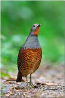 Partridge Bambusicola thoracica---Potarnichea de bambus chinezeasca