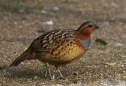 Partridge Bambusicola thoracica---Potarnichea de bambus chinezeasca