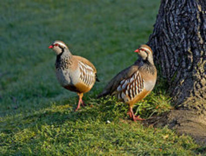 Red-legged Partridge Alectoris rufa---potarnichea rosie