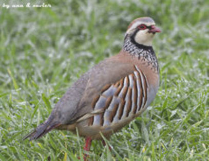 Red-legged Partridge Alectoris rufa---potarnichea rosie