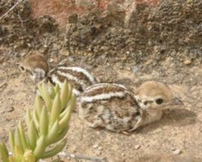 Red-legged Partridge Alectoris rufa---potarnichea rosie