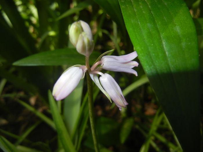 Hyacinthoides hispanica (2016, Apr.14) - HYACINTHOIDES Hispanica