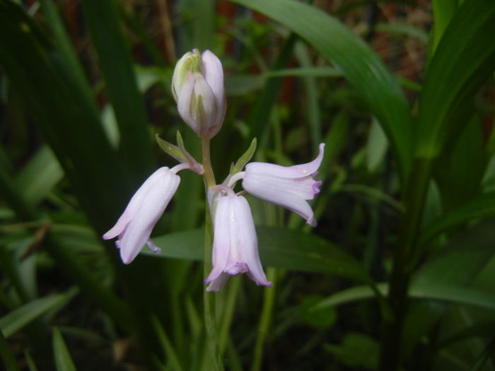 Hyacinthoides hispanica (2016, Apr.14)